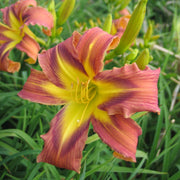 Quilt Patch Daylily from Oakes Daylilies