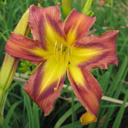 Quilt Patch Daylily from Oakes Daylilies