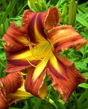 Quilt Patch Daylily from Oakes Daylilies