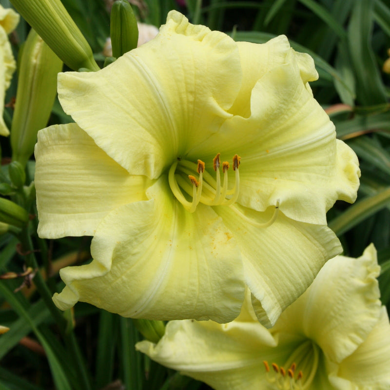 Quit Fussing Daylily from Oakes Daylilies