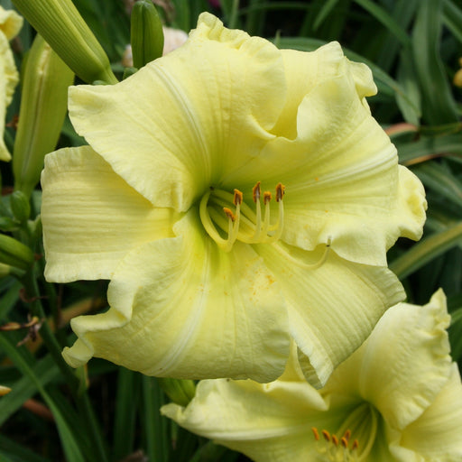 Quit Fussing Daylily from Oakes Daylilies