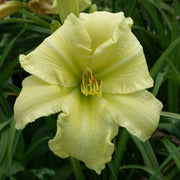 Quit Fussing Daylily from Oakes Daylilies