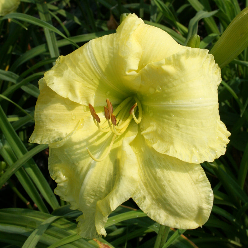 Quit Fussing Daylily from Oakes Daylilies