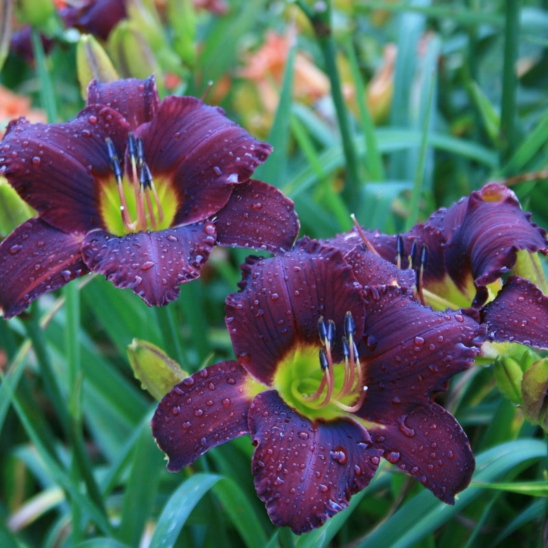 rainbow lily flower Rainbow Warrior Daylily| Deep, Stunning Bloom