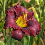 Rainbow Warrior Daylily from Oakes Daylilies