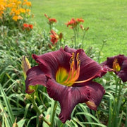 Rainbow Warrior Daylily from Oakes Daylilies