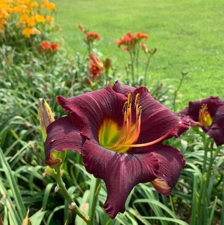 Rainbow Warrior Daylily from Oakes Daylilies