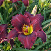 Rainbow Warrior Daylily from Oakes Daylilies