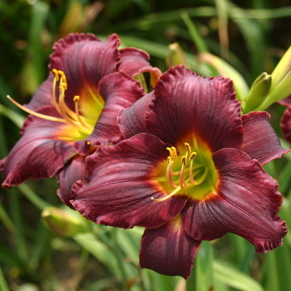 Rainbow Warrior Daylily from Oakes Daylilies