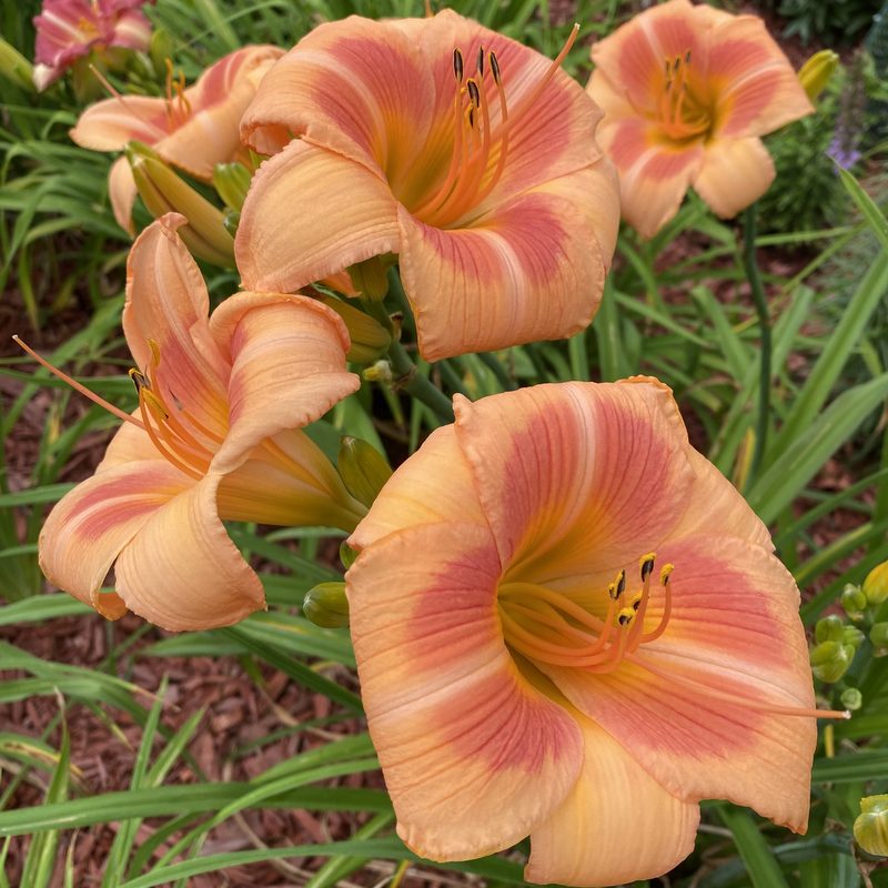 Real Wind Daylily from Oakes Daylilies