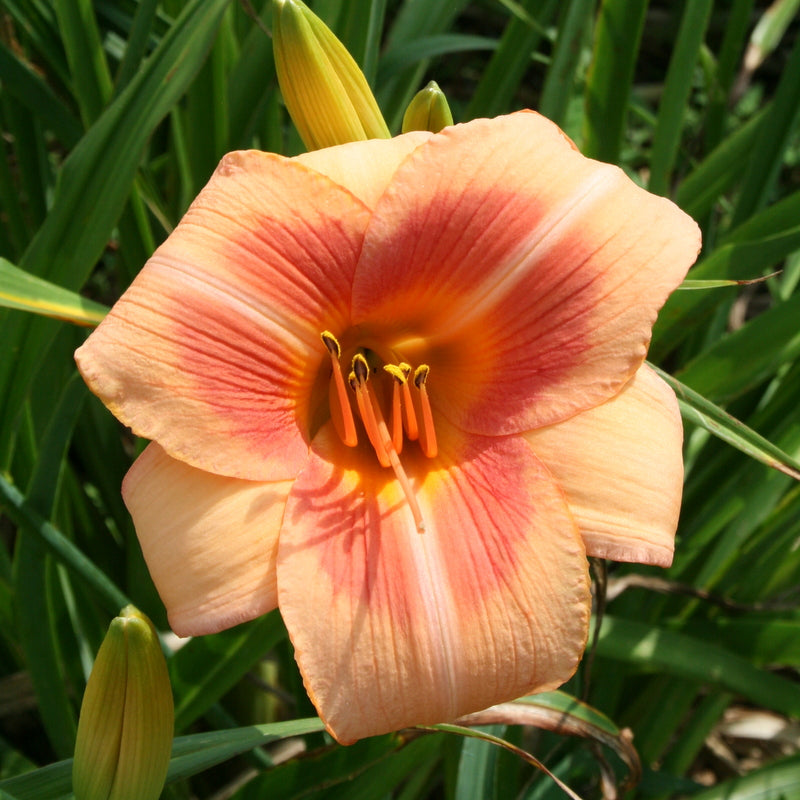 Real Wind Daylily from Oakes Daylilies