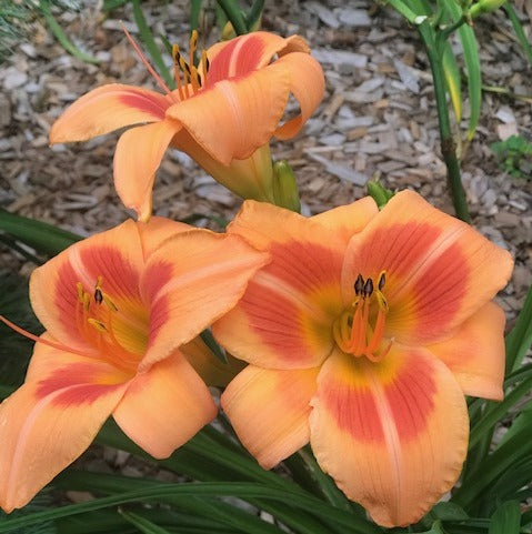 Sunny Dayマーブル38 Real Wind Daylily| Striking Good Looks | Oakes Daylilies