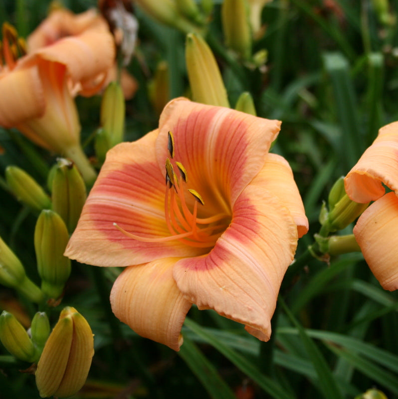 Real Wind Daylily| Striking Good Looks | Oakes Daylilies