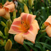 Real Wind Daylily from Oakes Daylilies