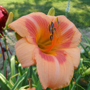 Real Wind Daylily from Oakes Daylilies