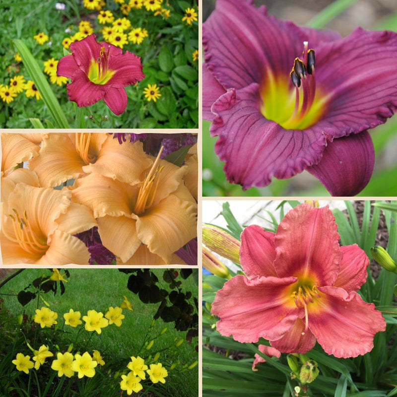 Rebloom Daylily Collection from Oakes Daylilies
