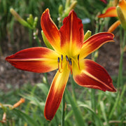 Red Flag Daylily from Oakes Daylilies