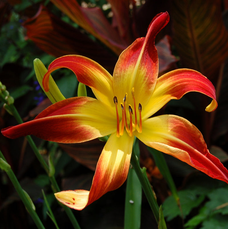 Red Flag Daylily from Oakes Daylilies