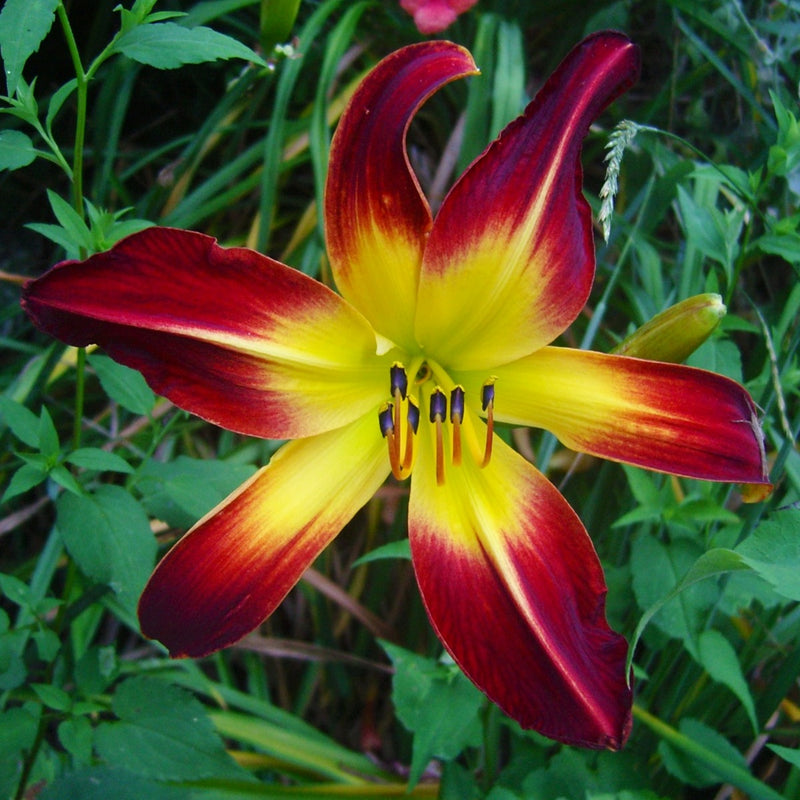 Red Flag Daylily from Oakes Daylilies
