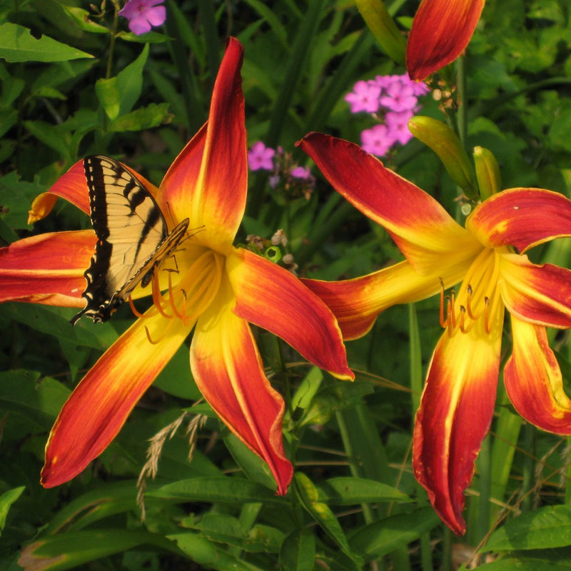 Red Flag Daylily from Oakes Daylilies