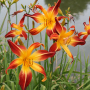 Red Flag Daylily from Oakes Daylilies
