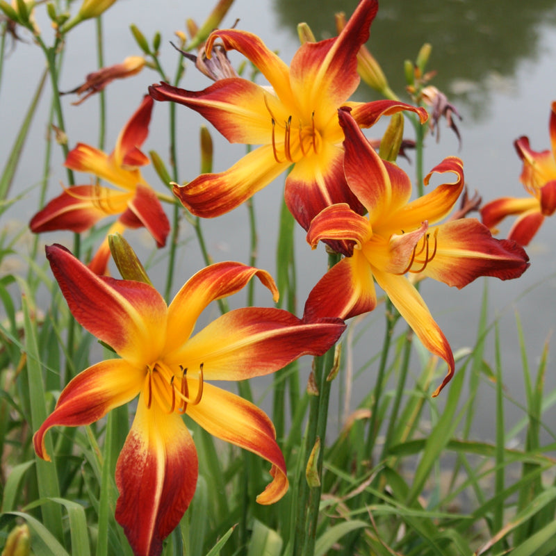 Red Flag Daylily from Oakes Daylilies