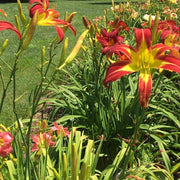Red Ribbons Daylily from Oakes Daylilies