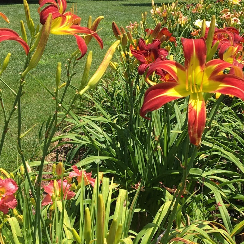 Red Ribbons Daylily from Oakes Daylilies