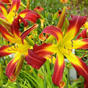 Red Ribbons Daylily from Oakes Daylilies