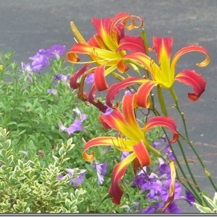 Red Ribbons Daylily from Oakes Daylilies