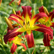 Red Ribbons Daylily from Oakes Daylilies