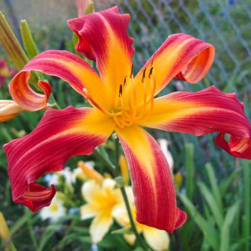 Red Ribbons Daylily from Oakes Daylilies