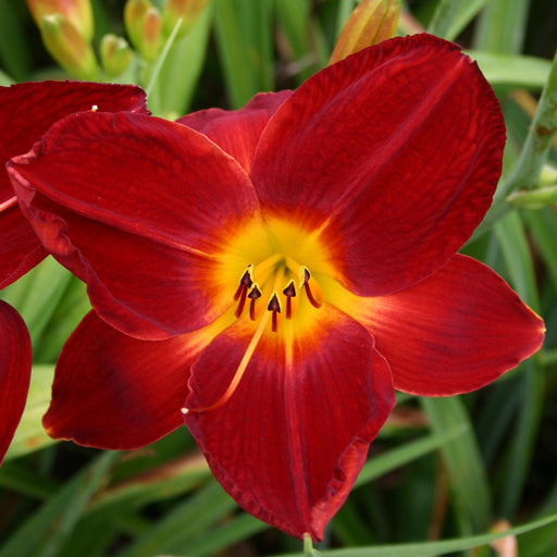 Red Rogue Daylily from Oakes Daylilies