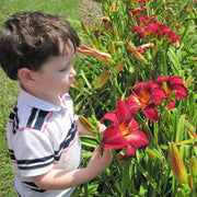 Red Rogue Daylily from Oakes Daylilies