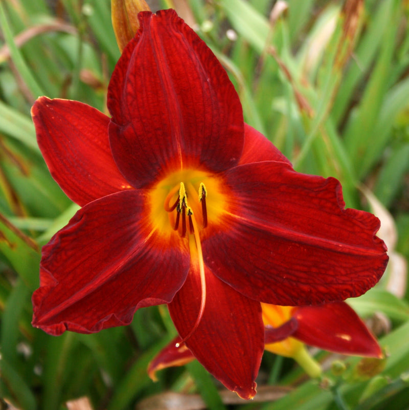 Red Rogue Daylily from Oakes Daylilies