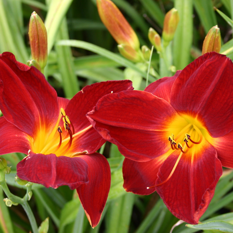 Red Rogue Daylily from Oakes Daylilies