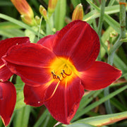 Red Rogue Daylily from Oakes Daylilies