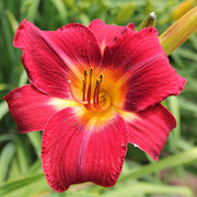 Red Rogue Daylily from Oakes Daylilies