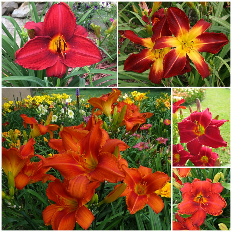 Red Daylily Collection from Oakes Daylilies