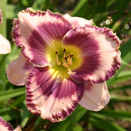 Regal Braid Daylily from Oakes Daylilies