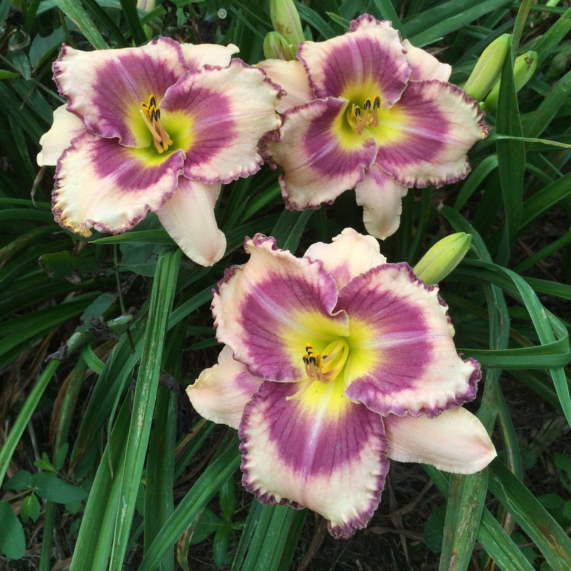 Regal Braid Daylily from Oakes Daylilies
