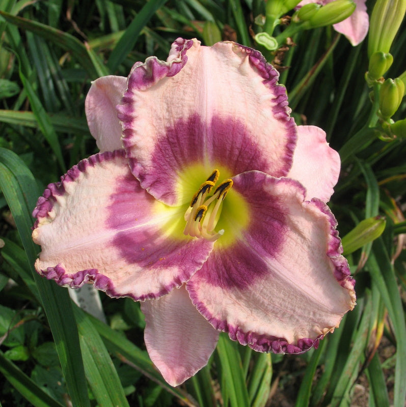 Regal Braid Daylily from Oakes Daylilies