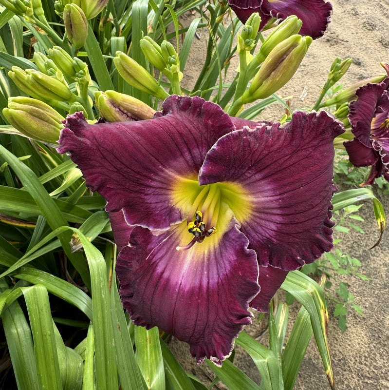 Rich in Mercy Daylily from Oakes Daylilies