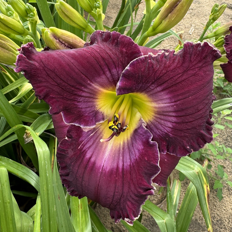 Rich in Mercy Daylily from Oakes Daylilies