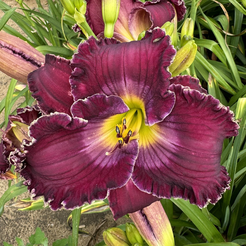 Rich in Mercy Daylily from Oakes Daylilies