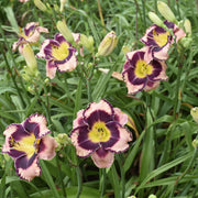 Rock Solid Daylily from Oakes Daylilies