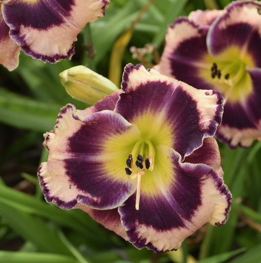 Rock Solid Daylily from Oakes Daylilies