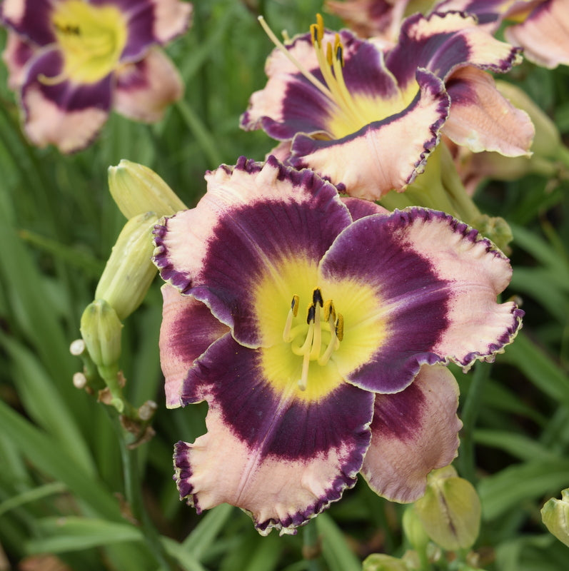 Rock Solid Daylily from Oakes Daylilies