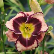 Rock Solid Daylily from Oakes Daylilies