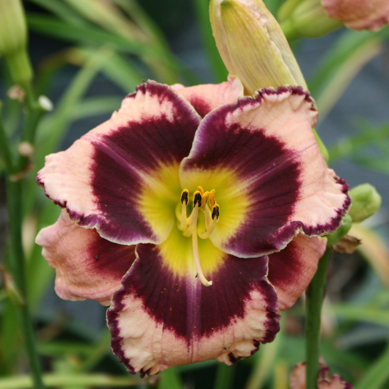 Rock Solid Daylily from Oakes Daylilies